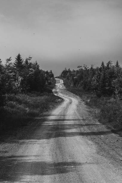 tree shadows hit a dirt road as it winds up steep incline that is flanked by trees. - 7583 imagens e fotografias de stock