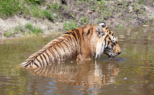 Amour tiger in the water, cooling down or playing - Dangerous wild cat