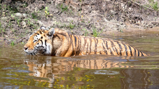 istock Amour tiger in the water, cooling down or playing 1406922796