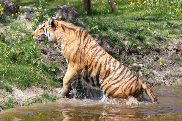 istock Amour tiger in the water, cooling down or playing 1406922798