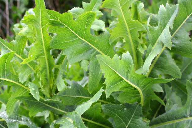 istock It grows in nature Lactuca serriola 1406923851