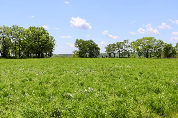 istock Green Grass Country Field 1406924072