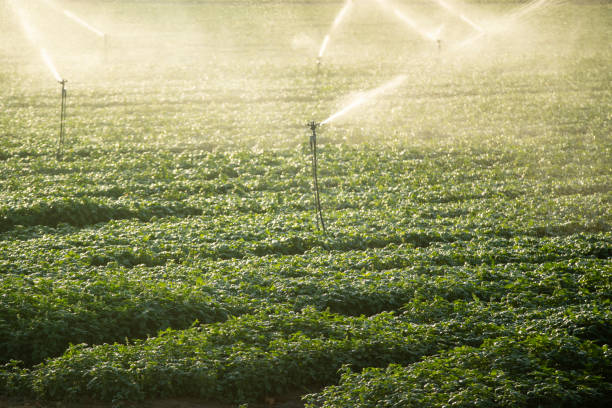 istock Intensive cultivation of the basil plant 1406924429
