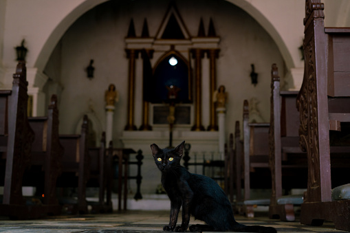 Yellow-eyed black cat who lives inside old church and cemetery.