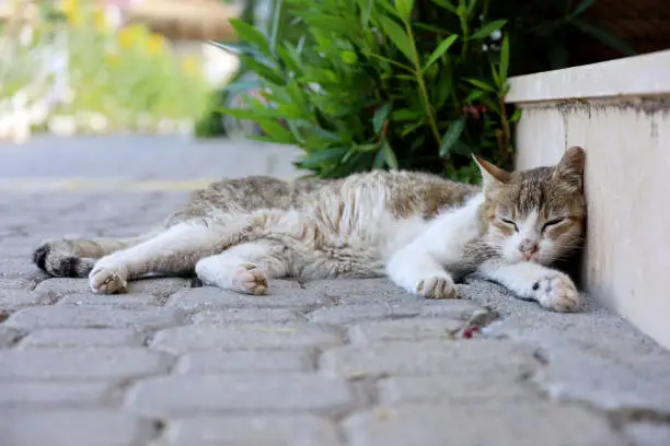Photo of Tabby cat sleeps lying the town street