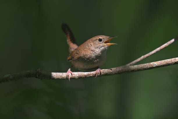 istock House wren on branch 1406926047