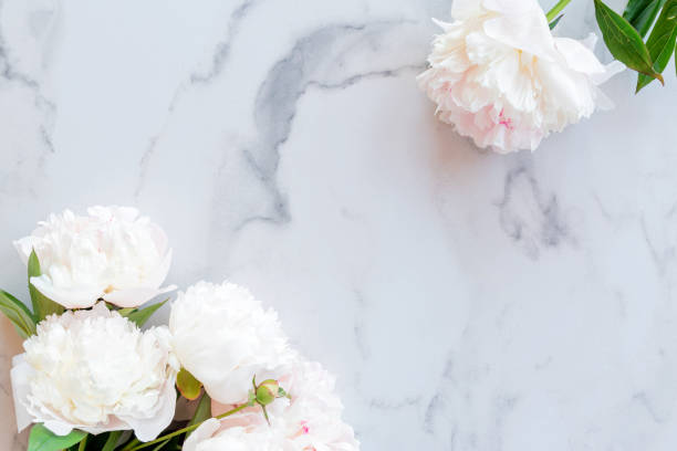 istock Template for a romantic greeting card with creamy peonies on a white marble background. Blossoming flowers on a white background. pink peonies on a white marble table, flat lay 1406926060
