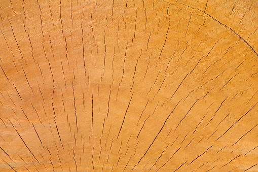 Ash wood slab texture with annual rings, background or wallpaper.