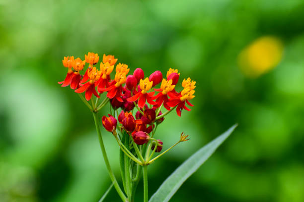 istock A beautiful colorful flower 1406926247