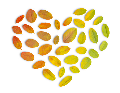 Heart shape autumn leaves on white. This file is cleaned, retouched and contains clipping path.