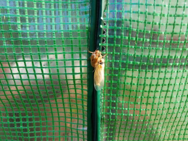 istock cicada insect molting skin on green plastic outdoor 1406926585