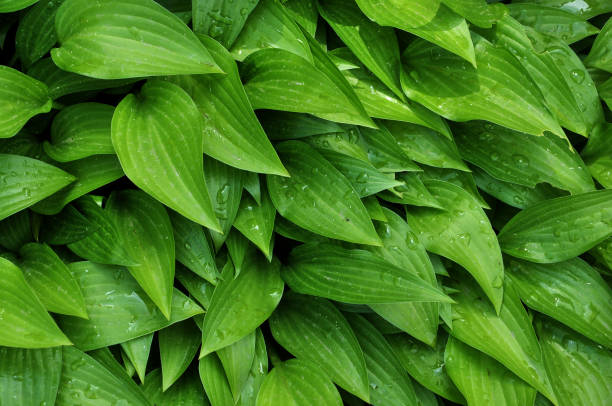 istock Background and texture with green foliage 1406926732