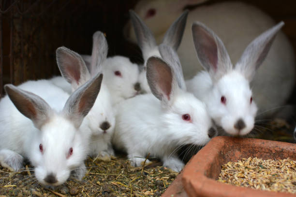 istock Californian breed rabbits 1406927858
