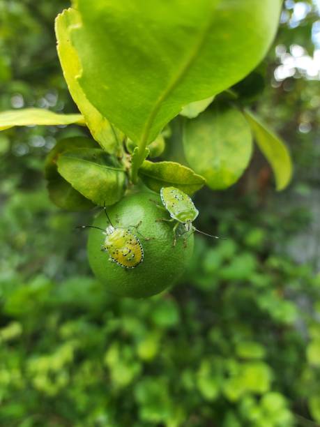 istock Nezara viridula, a bright green armored body insect. 1406927932