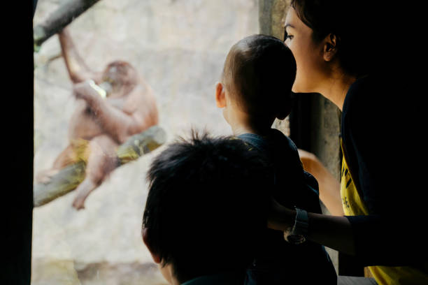 bebé y su madre observando animales en el zoológico - young animal orangutan mother ape fotografías e imágenes de stock