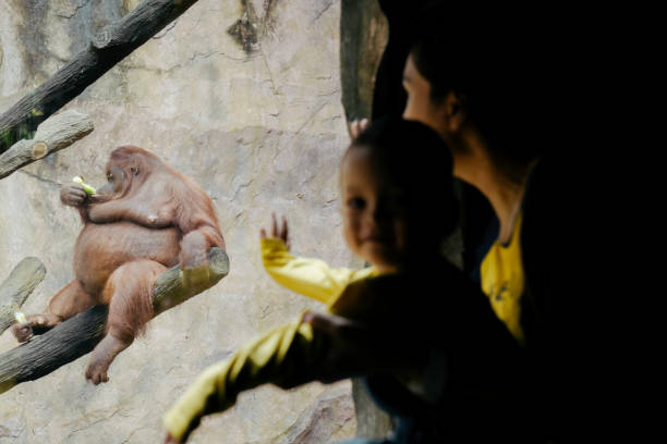 bebé y su madre observando animales en el zoológico - young animal orangutan mother ape fotografías e imágenes de stock