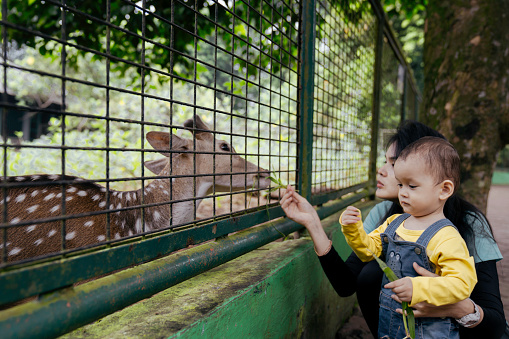 Back shot portrait of mother and her baby  feeding deers at a fence in outdoor farm