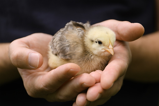 Caring for poultry, newborn chicken in hands.