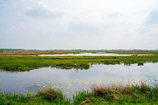 Wetland in the center of the Netherlands