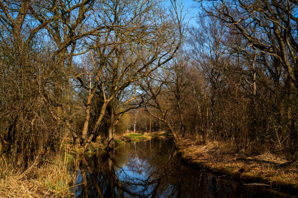 Channel in the marshlands on a sunny winter day