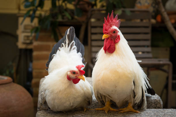 istock couple of white rooster Chicken 1406931828