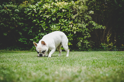 Frenchie dog sniffing grass in the garden