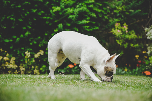 Frenchie dog sniffing grass in the garden
