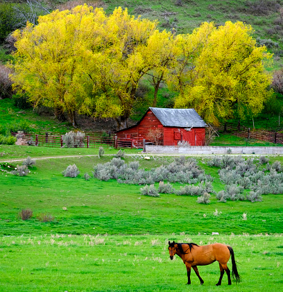 Horse feeding in green country meadow field with red barn and trees