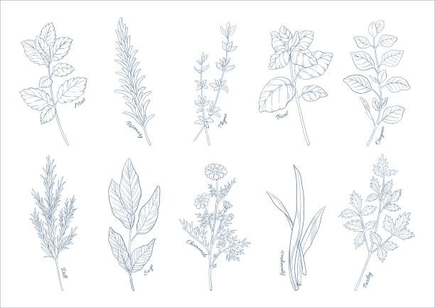 illustrazioni stock, clip art, cartoni animati e icone di tendenza di illustrazione di erbe, materiale illustrativo disegnato a mano, set di piante aromatiche, cucina e materiali aromatici. disegno a linee. - german chamomile chamomile plant smelling flower