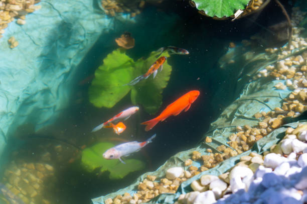 fish in the garden pond
