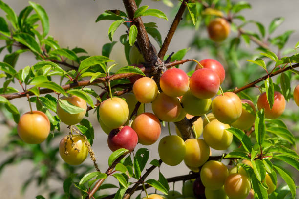 istock mirabelle plum Prunus domestica subsp. 1406934823