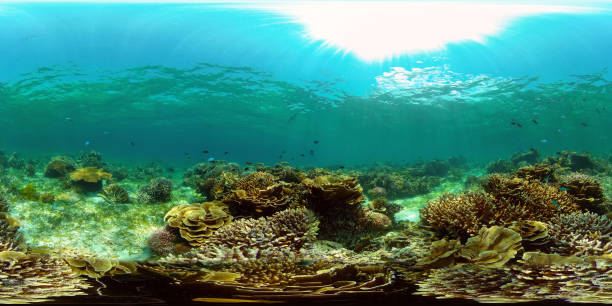 istock Coral reef and tropical fish. Philippines. 360-Degree view. 1406934875