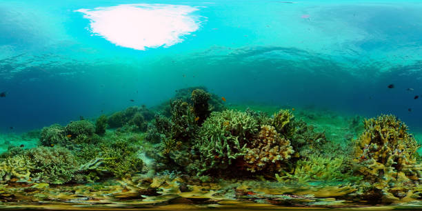 istock Coral reef and tropical fish. Philippines. 360-Degree view. 1406935569