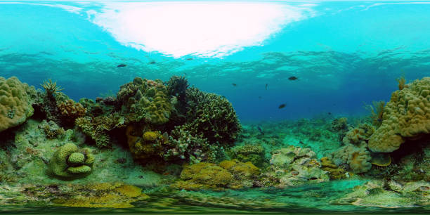 istock Coral reef and tropical fish. Philippines. Virtual Reality 360 1406935573