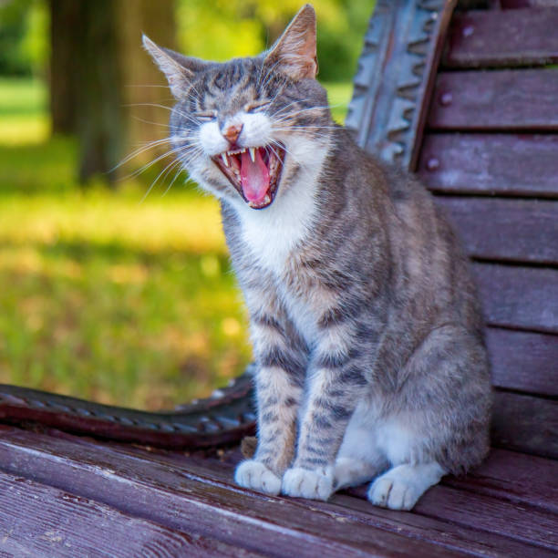 istock The cat opened its mouth wide 1406935767