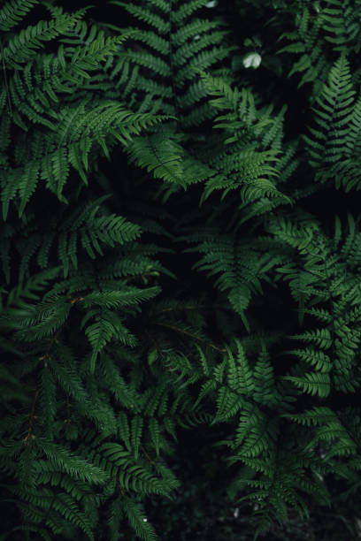 die schönheit des schwedischen waldes - spring air lush foliage branch stock-fotos und bilder