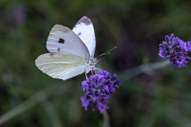 Large cabbage white on a lavender flower sucks nectar