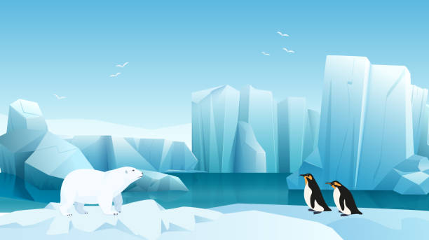 Arctic and Antarctic landscape, cute polar bear and penguins in winter icy scenery Arctic and Antarctic landscape with cute polar bear and penguins vector illustration. Cartoon animals of North and South poles in winter icy scenery with water and iceberg, flying seagull background arctic stock illustrations