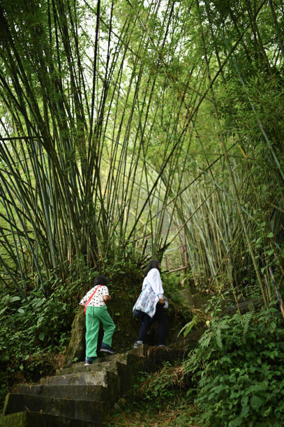 A teenage girl and her sister hiking through a Bamboo forest at Gangtok, Sikkim