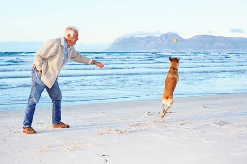 Elderly man and his faithful friend have fun with a tennis ball on the beach.