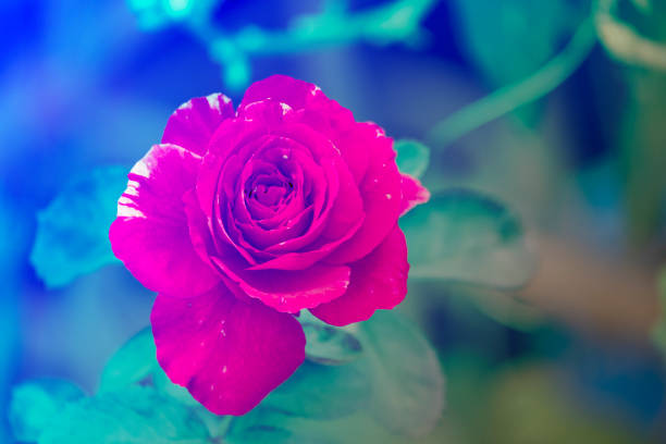 beauty abstract topview soft red rose multi petals abstract shape with green leaves in botany garden. symbol of love in valentine day. soft fragrant aroma flora.