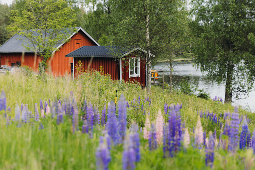 Beautiful field with lupine wildflowers and the wooden camping cabin in the forest by the beautiful lake - admiring the Swedish nature