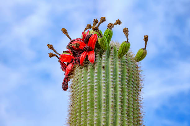 Saguaro cactus flower blossom in Saguaro National Park , Arizona in June 2022