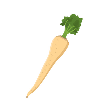 Flat vector of Parsnips isolated on white background. Flat illustration graphic icon