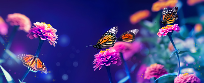 Monarch orange butterflies and pink summer flowers in a fairy summer garden. Banner format.