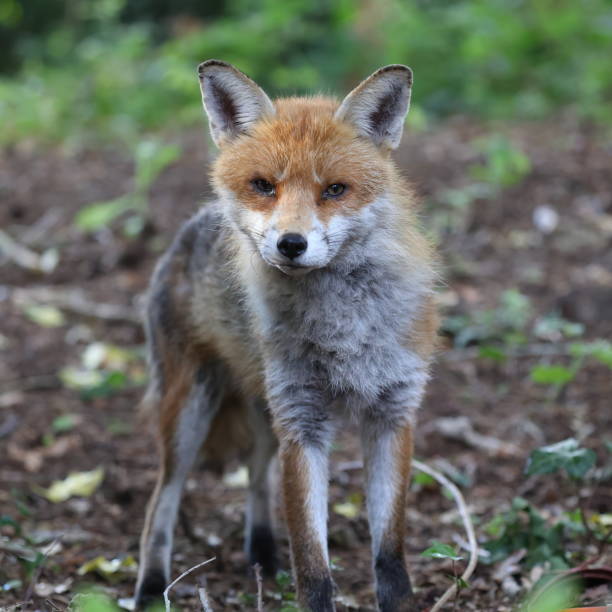 istock Urban male fox 1406939817