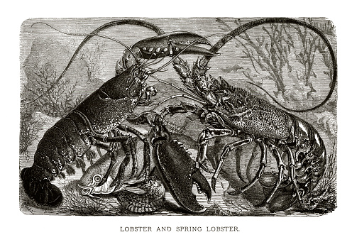 Woodcut of lobster and spiny (spring) lobster underwater. Illustrator Emil Schmidt (ndl drawn from life), engraver Xylographisches Atelier von Wilhelm Aarland. Published in 1885.