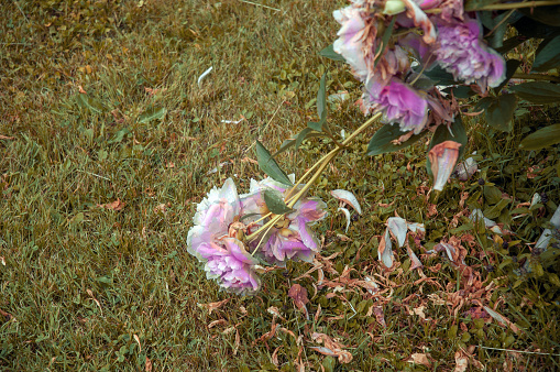 withered pink peonies with petals scattered on the ground, autumn shot