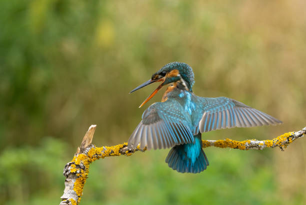 istock Female common kingfisher 1406943682