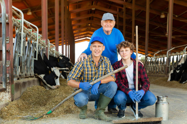 odnoszący sukcesy starszy właściciel gospodarstwa mlecznego z synem i nastoletnim wnukiem stojącym w boksie z krowami - farmer farm family son zdjęcia i obrazy z banku zdjęć